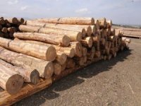 Kütahya Orman Bölge Müdürlüğü’nde ’E-satış’ Uygulaması