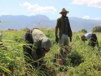 Aydın’da Tarım İşçilerine Korona Virüs Tedbiri