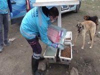 Korona Virüs Covid-19 Salgınında Sokak Hayvanları Unutulmadı