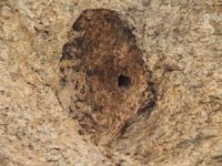 Latmos’un Sıvacısı ‘Çömlekçi’ Kuşu Örnek Alınsın