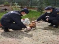 Yavru Köpek Jandarma Bakımında