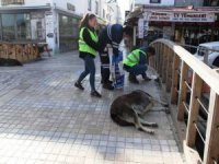 Bodrum’da Sokak Hayvanlarına 11 Bin Kilo Mama Dağıtıldı