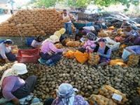 İzmir Büyükşehir Ödemiş’ten Patates Alımına Başladı