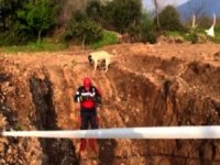 Kuyudan Kurtarılan Yavru Köpek Annesine Koştu