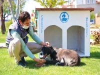 Pamukkale Belediyesi Sokağa Çıkma Yasağında Sahipsiz Hayvanları Unutmadı