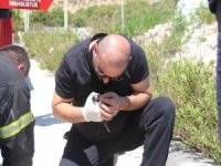 Yangından Kurtarılan Yavru Kediler Suni Teneffüsle Hayata Döndürüldü