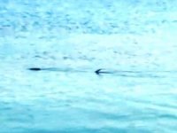 Köpek Balığı Zannettiler, Zargana Azmanı Çıktı