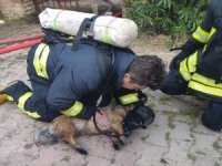 Dumandan Zehirlenen İki Köpek Kalp Masajı İle Yaşama Döndürüldü