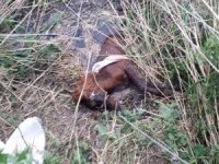 Sulama Kanalına Düşen Atı İtfaiye Kurtardı