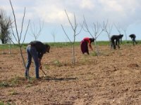 Mevsimlik Tarım İşçilerinin Zorlu Mesaisi
