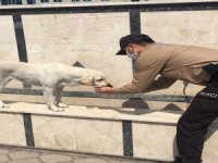 Fethiye’de Susuz Kalan Köpeğin Yardımına Bekçiler Koştu