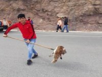 Nesli Koruma Altında Olan Vaşağa Otomobil Çarptı