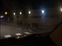 Aç Kalan Domuzlar Marmaris Sokaklarına İndi