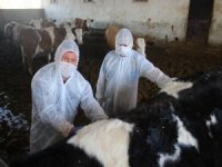 Veteriner Hekimlerin Milli Dayanışması