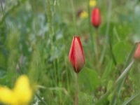 Korona, 73 Bin Liralık ’Manisa Lalesi’ne Yaradı