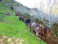Aydın’da Üretim Seferberliği: Bölgedeki Tüm Atlar Sabana Koşuldu
