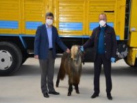 Gediz’de 70 Adet Damızlık Teke Dağıtıldı