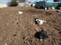 Kümesine Dadanan Sansar 20 Tavuğunu Telef Etti