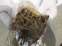 İzmir’de 2 Bin 345 Adet Terminatör Böcek Ormana Bırakıldı