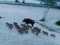 Ünlü Turizm Beldesinde Domuzlar Caddelerde Geziyor