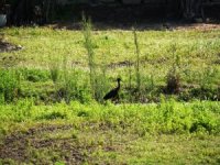 Bodrum’da İlk Kez Görüntülendi