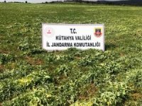 Kütahya’da 53 Bin 400 Kök Kaçak Ekilmiş Haşhaş Bitkisi Ele Geçirildi