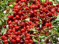 Başkan Soyer’den Kiraz Hasadına Destek Çağrısı