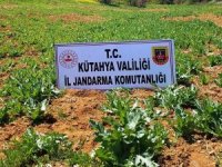 Pazarlar’da 86 Bin 150 Kök Kaçak Ekilmiş Haşhaş Bitkisi Ele Geçirildi