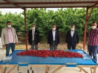Bakan Pakdemirli, Kuzey Yarım Küre’nin İlk Kiraz Hasadına Katıldı