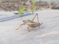 Tire’de Çekirgeler İle Kimyasal Mücadele Yapılacak