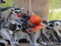 Hayvanların 44 Derecede Dondurma Keyfi