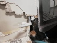 Banka Duvarının İçine Sıkışan Yavru Kedi Kurtarıldı