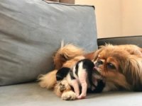 Mira İsimli Köpek, Anneleri Köpeklerin Saldırısıyla Ölen Kedi Yavrularına Annelik Yapıyor