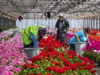 Sardunyalar Anneler Günü İçin Hazırlanıyor