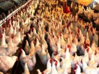 Kütahya’da 1 Milyon 527 Bin 796 Kümes Hayvanı Bulunuyor