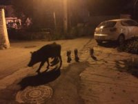 Aç Kalan Domuz Ailesi Bodrum’a İndi