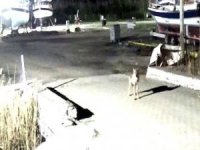 Yerleşim Yerine İnen Kurt Güvenlik Kameralarına Takıldı