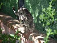 Manisa’da Sokak Hayvanlarına Mama Desteği Sürüyor