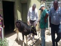 Rodoplu, LSD Hastalığı İle İlgili İncelemelerde Bulundu