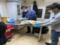 Köpeklere Eziyet Eden Şahıs Yakalandı, Hayvanlar Korumaya Alındı