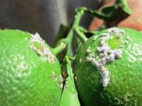 Turunçgil’de Hastalıklara Karşı Mücadele Dönemi Başladı