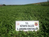 Kütahya’da 624 Bin 440 Kök Kaçak Ekilmiş Haşhaş Bitkisi Ele Geçirildi