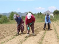 Çapa Sezonu Başladı, Tarlalar Şenlendi
