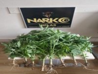 Bahçeden Kenevir, Evden Esrar Çıktı