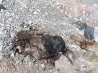 Gökova Sahilinde Ölü Caretta Bulundu