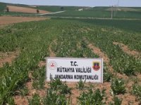 Kütahya’da 69 Bin Kök Kaçak Ekilmiş Haşhaş Bitkisi Ele Geçirildi