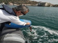 Kaçak Avlanan Deniz Patlıcanları Denize Salıverildi