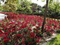 Atatürk Kent Parkı Vatandaşları Çiçeklerle Karşılayacak