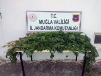 Tarlasına Ürün Yerine Kenevir Ekti