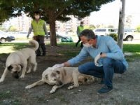 Salgında Sokak Hayvanlarına 2 Bin 100 Kilo Mama Desteği